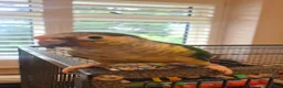 Conures birds for sale: Two bonded hand tame conures - Advert 7