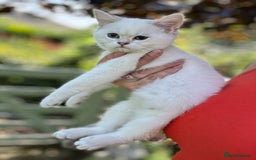 British Shorthair cats for sale: Colourpoints BSH active & non-active available - Image 16