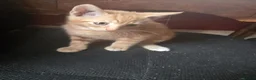 Mixed Breed cats for sale: Gorgeous Kittens Ready NOW! - Advert 8