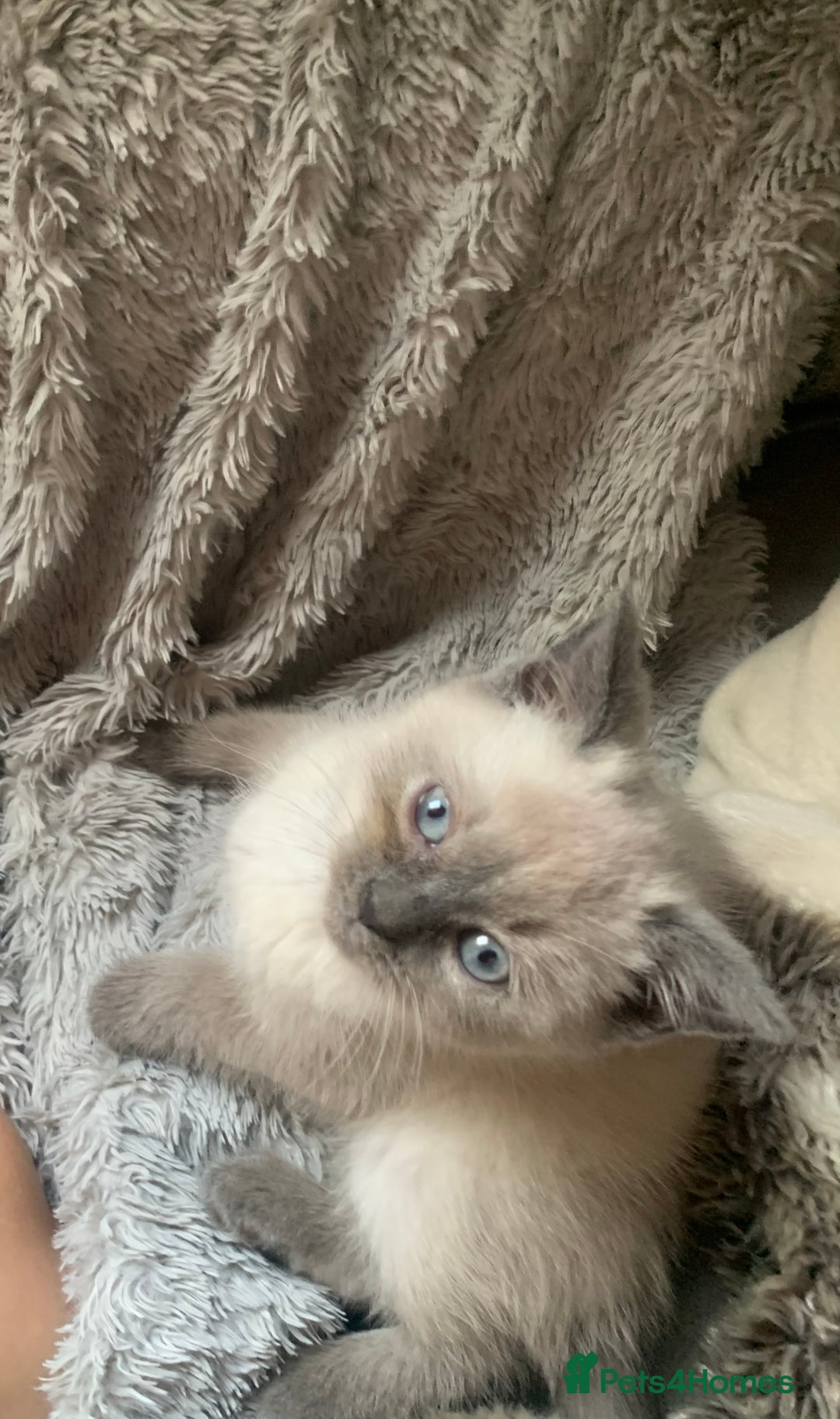 Persian cats for sale: cute 9wk old adorable bundle of joy Persian kitten - Advert 35