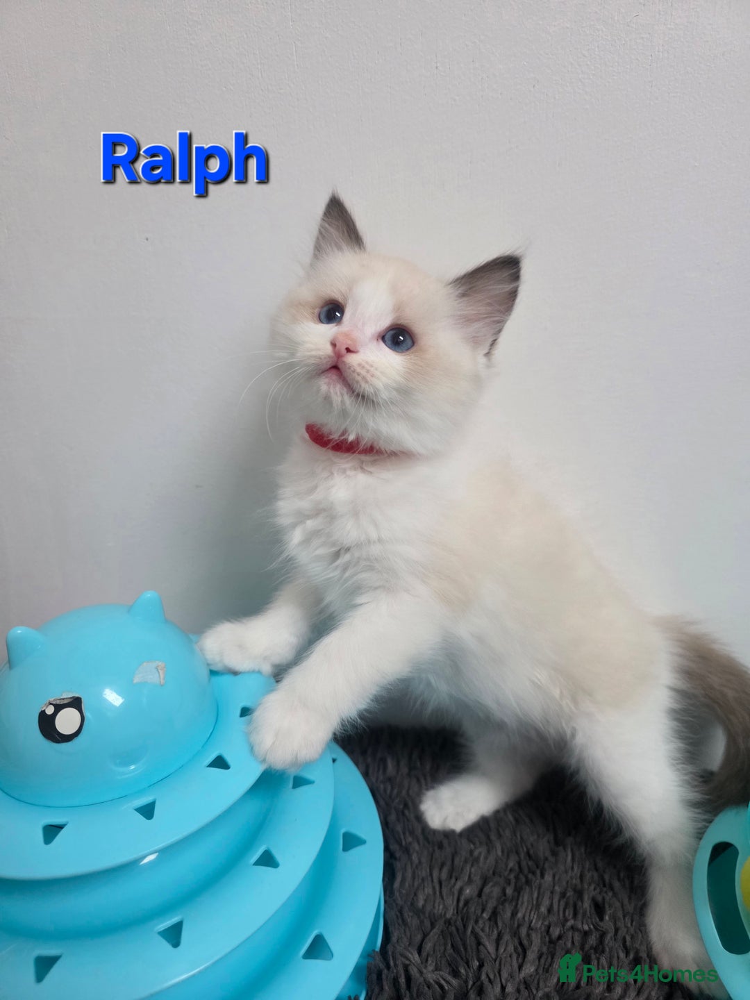 Ragdoll cats for sale: GCCF registered ragdoll kittens  - Advert 36