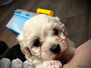 Maltipoo dogs Stunning F1 Maltipoos - Advert 4
