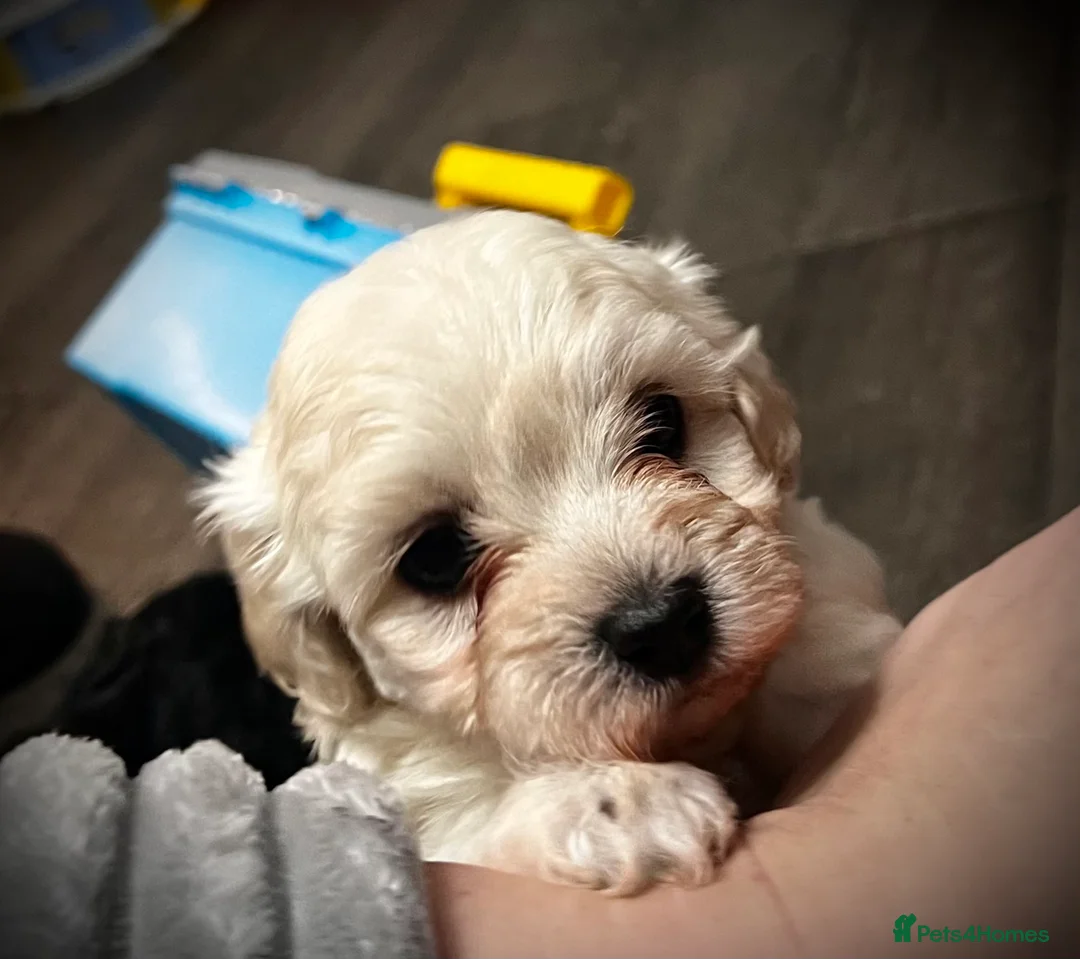 Maltipoo dogs for sale: STILL AVAILABLE!!! Stunning F1 Maltipoos  - Advert 3