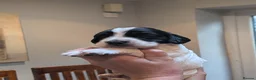 Cocker Spaniel dogs for sale: Stunning working cocker spaniels  - Advert 12