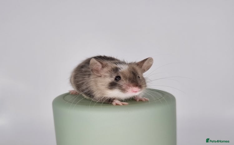 Mouse rodents in Norwich - Advert 2