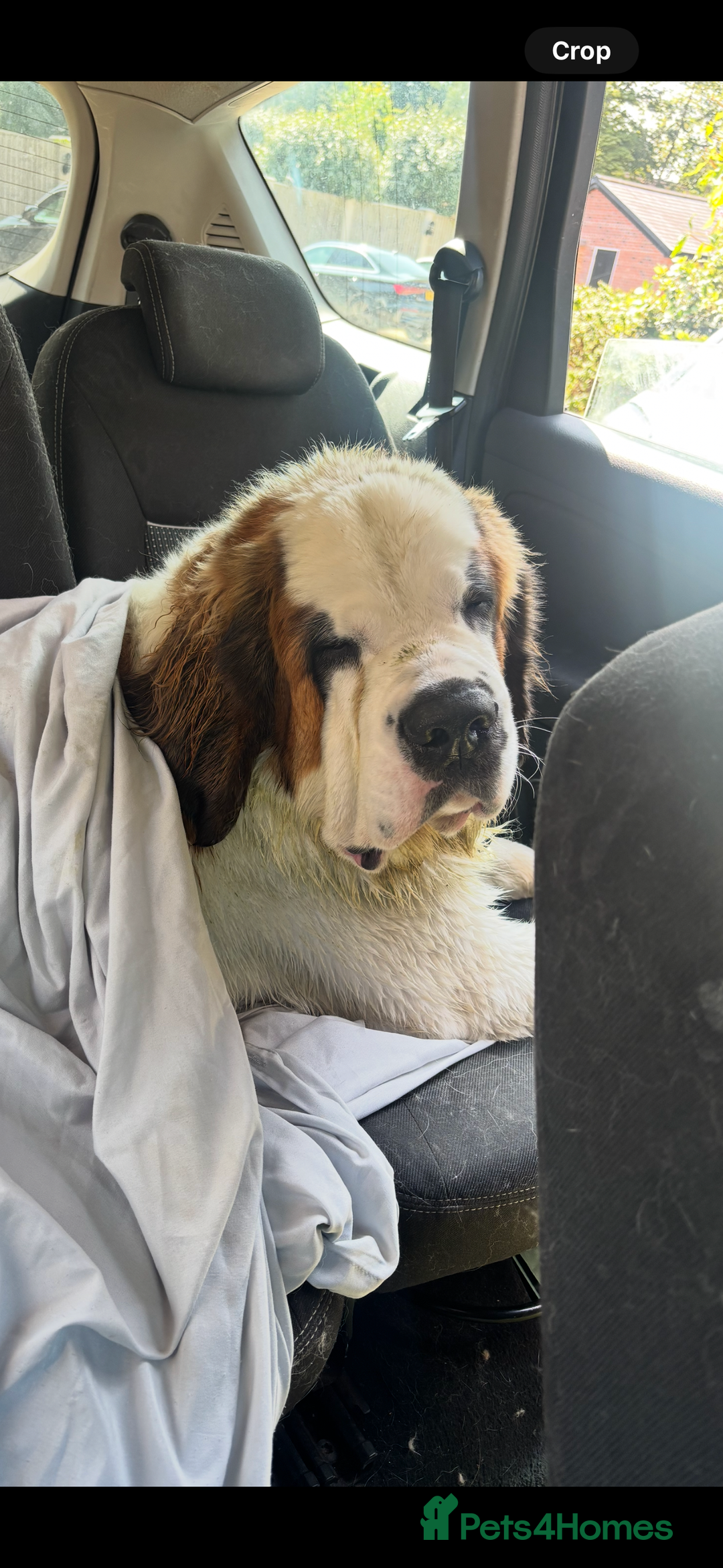 Saint Bernard dogs for sale: Gorgeous 1 Year old Saint Bernard - Image 4