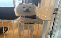 Mixed Breed dogs for sale: Beautiful Samoyed x Chow Chow - Image 6