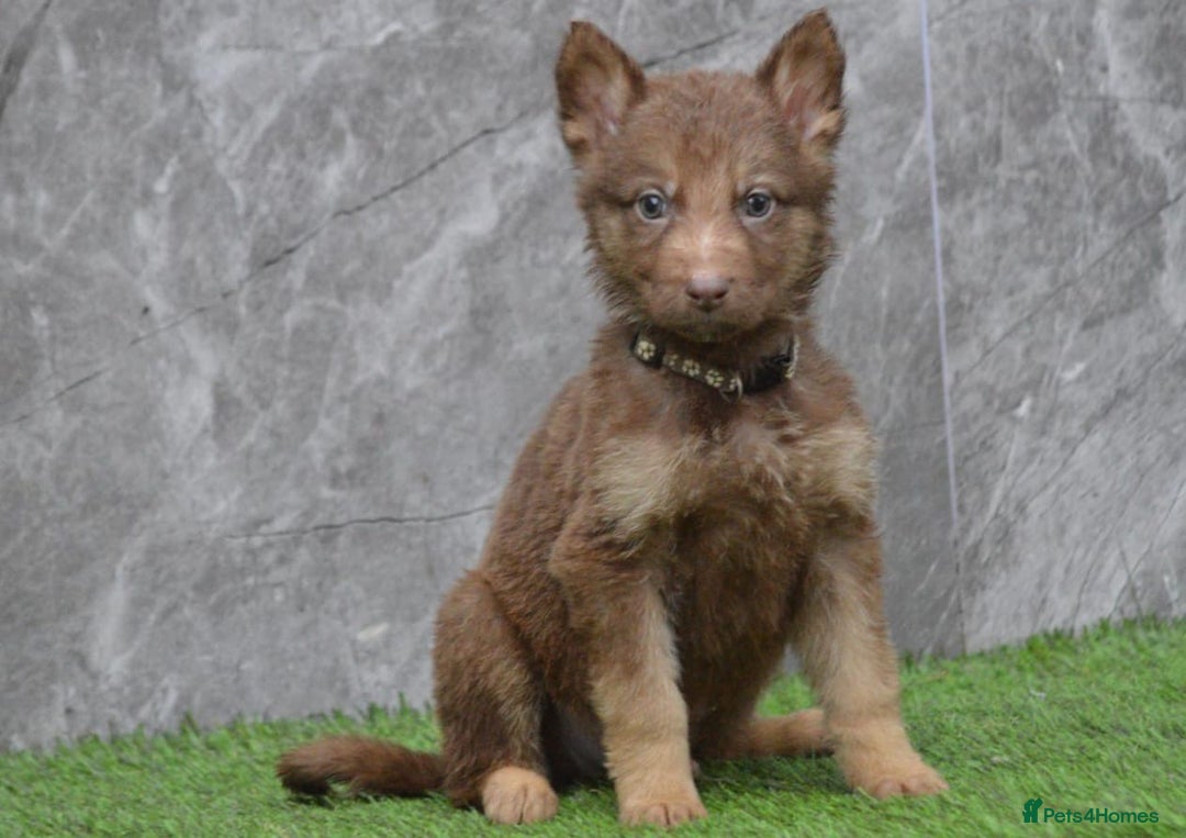 German Shepherd dogs for sale: KC Registered Working Line German Shepherd Puppies - Advert 29