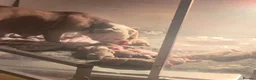 English Bulldog dogs for sale: Rare Fluffy English Bulldog Pups in Hoddesdon - Advert 2
