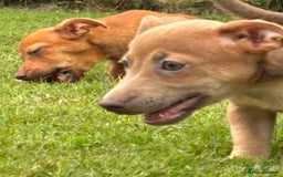 Jack Russell dogs for sale: rare coloured jack russel terriers - Image 6
