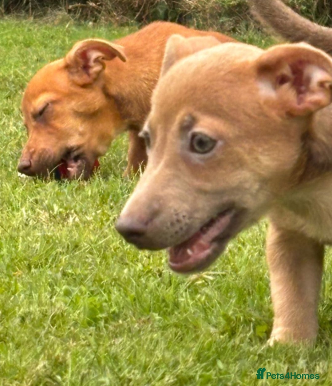 Jack Russell dogs for sale: rare coloured jack russel terriers - Image 6