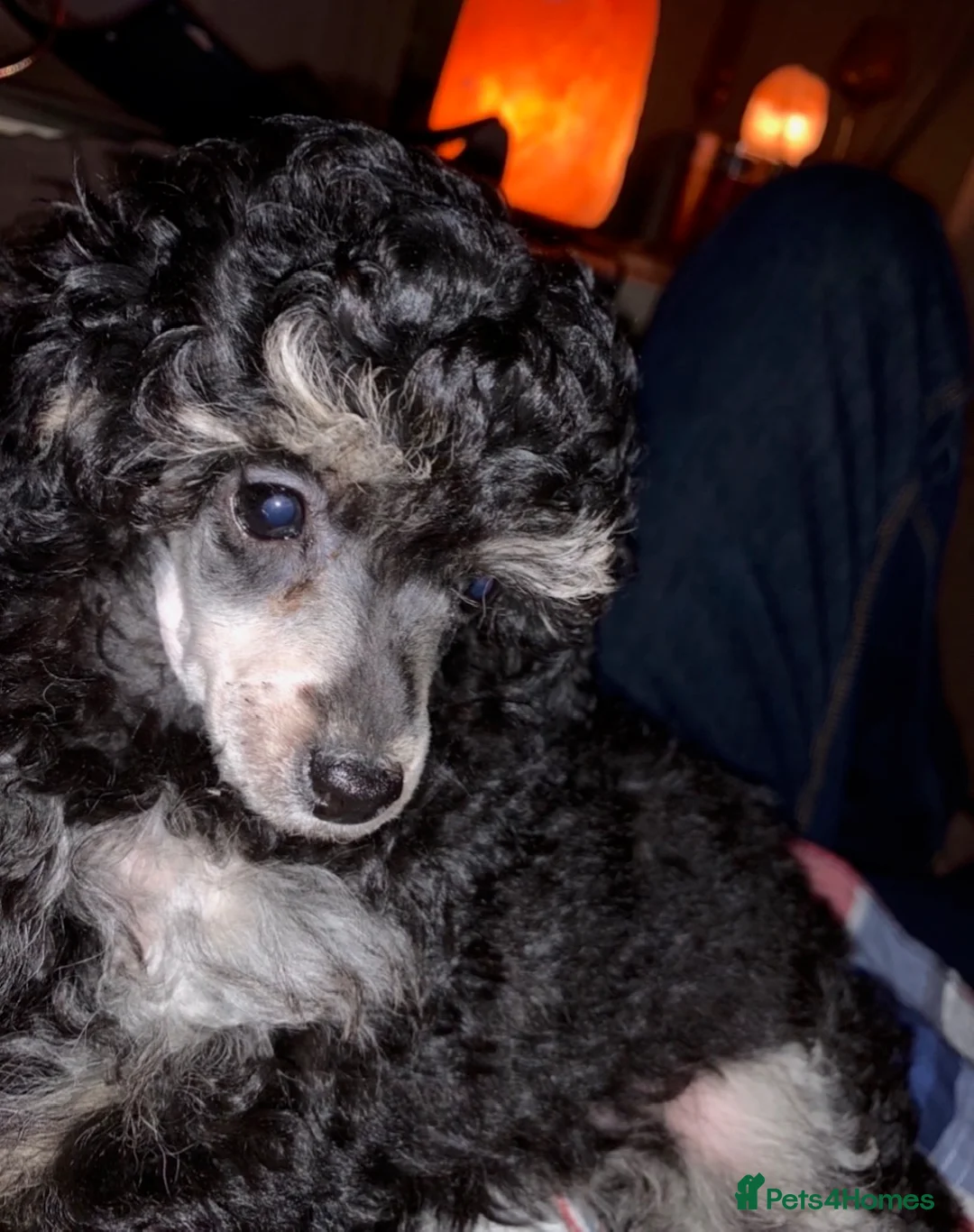 Toy Poodle dogs for stud: Phantom Toy Poodle Tri colour KC (STUD ONLY) in Coalville - Advert 5