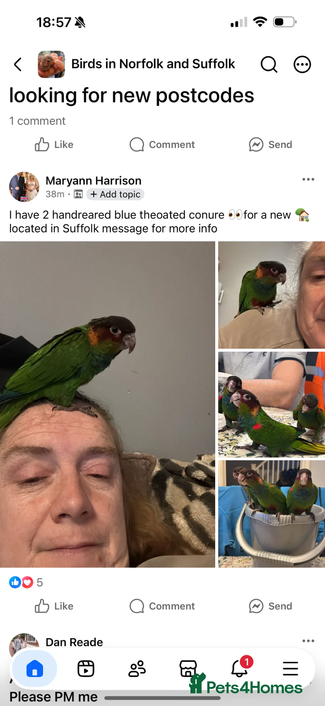 Conures birds for sale: Hand reared blue throated conure - Advert 1