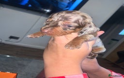 Miniature Dachshund dogs for sale: Kc miniature daschunds - Image 17