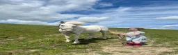 Other Breed horses for sale: Honest ad  in Selkirk - Advert 8