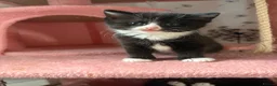 American Shorthair cats for sale: Two beautiful girlys in Brackley - Advert 5