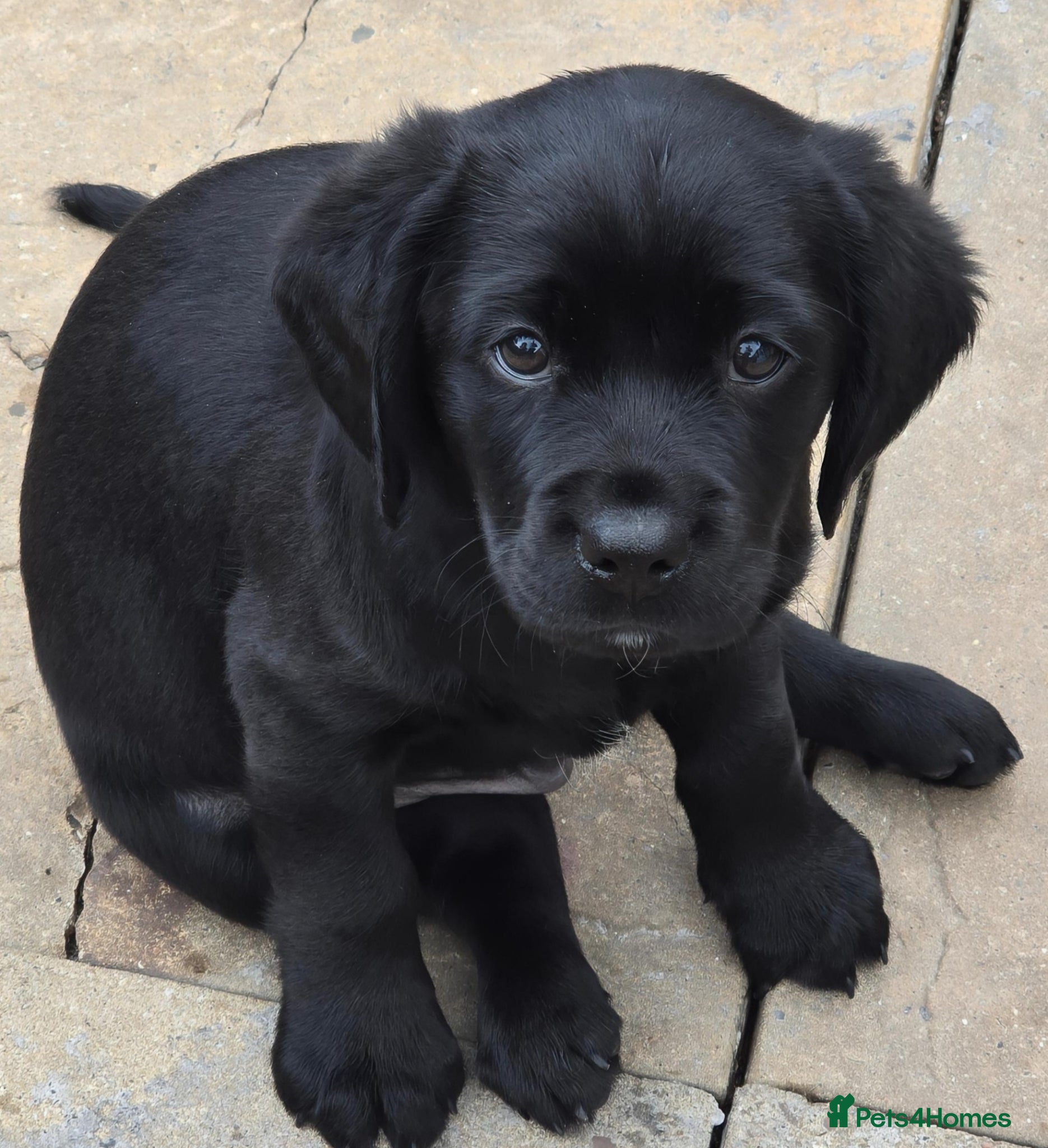 Mixed Breed dogs Cavador! Rare Ready 2 leave. 1 beautiful boy left. - Advert 2