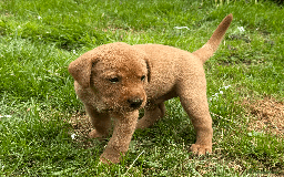 Labrador Retriever dogs for sale: Fox-red boys, pedigree, fully health-tested in Buxton - Image 14