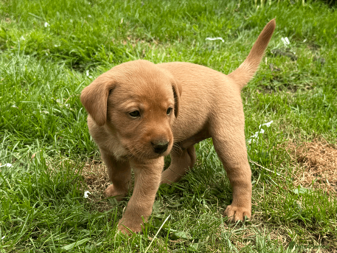 Labrador Retriever dogs for sale: Fox-red boys, pedigree, fully health-tested in Buxton - Image 14