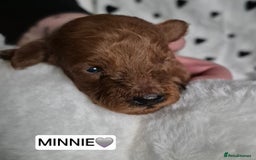 Cavapoo dogs for sale: 🧡 HEALTH TESTED F1B CAVAPOO  PUPPIES🧡 - Image 13