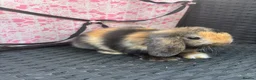 Mini Lop rabbits for sale: Ready to leave 8 week old baby mini lops in Frome - Advert 3