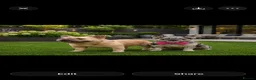 French Bulldog dogs for sale: Visual fluffy frenchirs puppies  - Advert 9