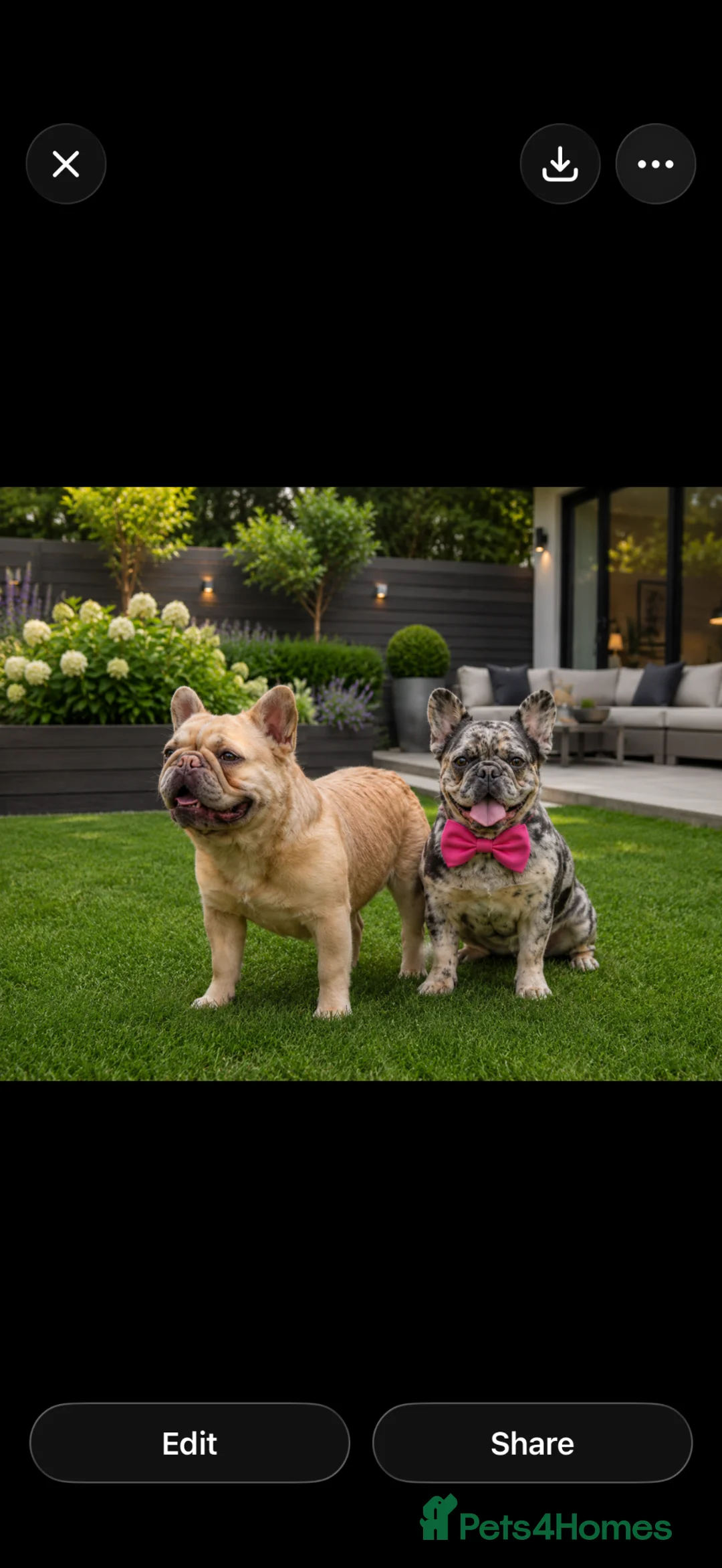 French Bulldog dogs for sale: Visual fluffy frenchirs puppies  - Advert 9