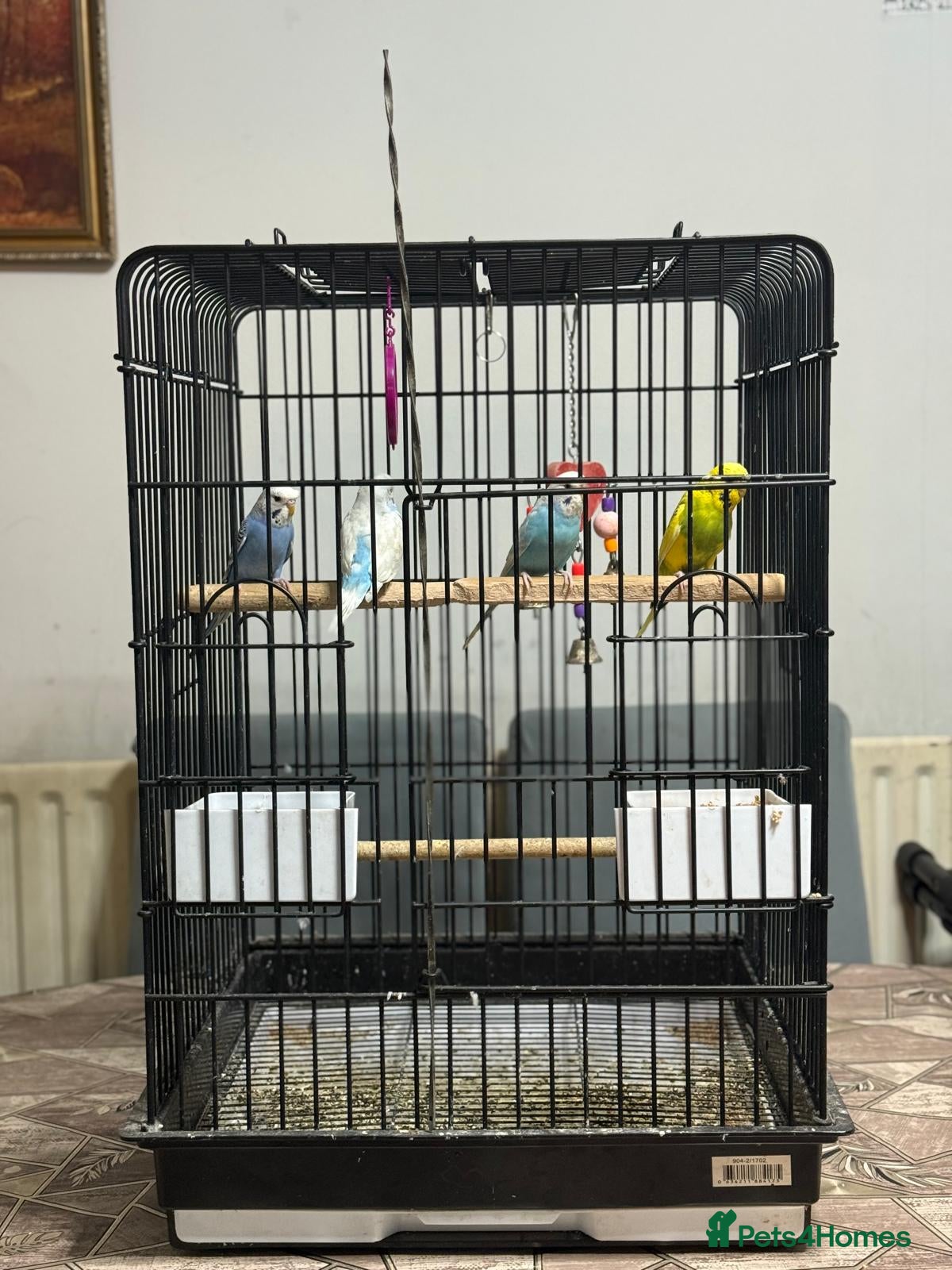 Budgerigars birds Budgerigars parrot - Advert 2