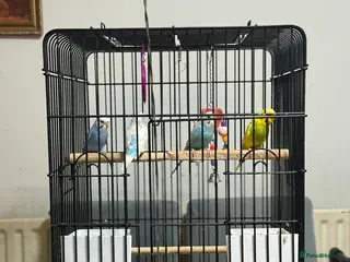 Budgerigars birds Budgerigars parrot - Advert 2