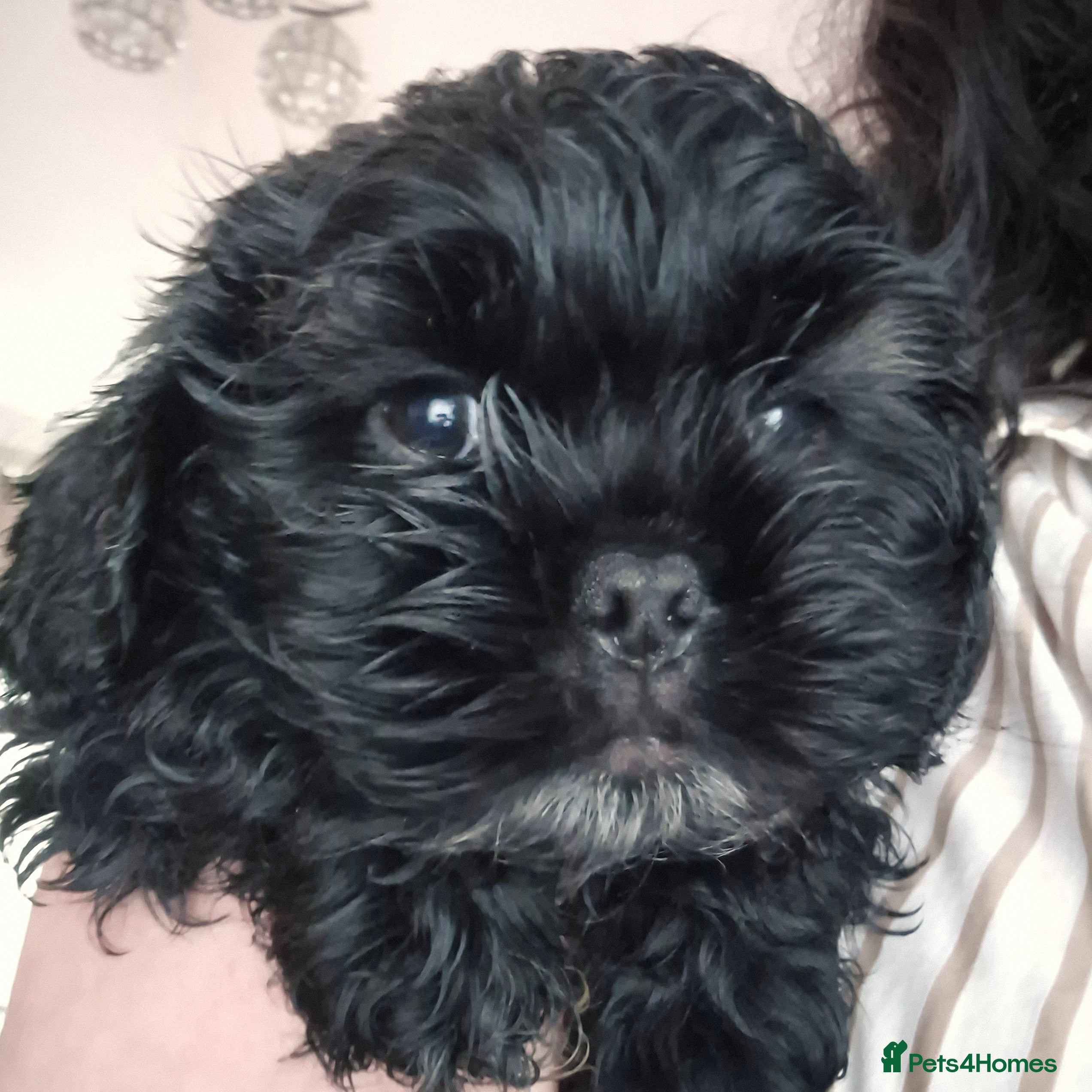 Mixed Breed dogs Ready now 1 male left £800 spaniel shihtzu cross - Advert 1