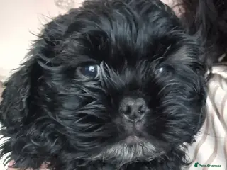Mixed Breed dogs Ready now 1 male left £800 spaniel shihtzu cross - Advert 2