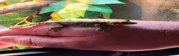 Gecko reptiles for sale: Kuhl's Flying Gecko Pair CB26 - Advert 5