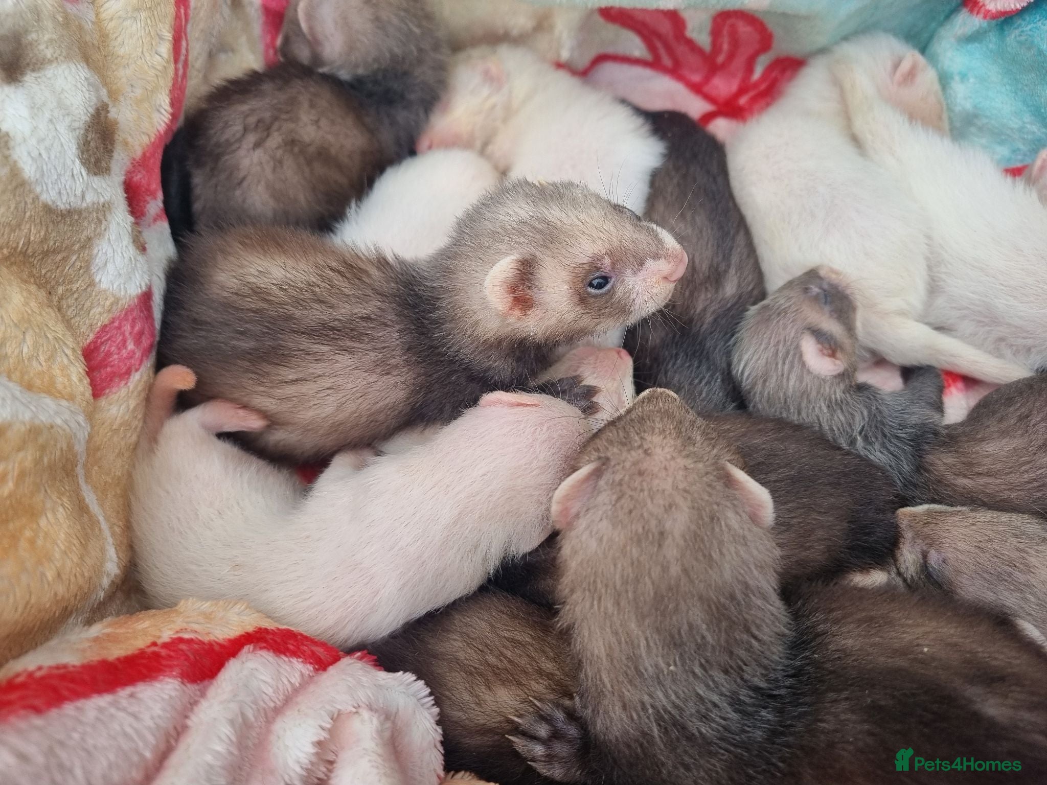 Ferret rodents Baby ferrets looking for forever home - Advert 1