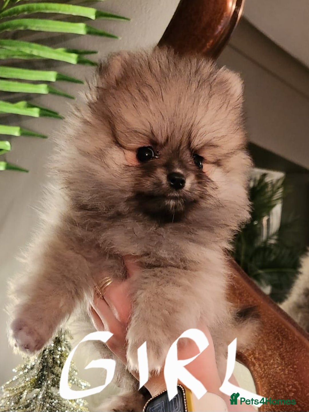 Pomeranian dogs for sale: K C registered beautiful Pomeranians - Advert 5