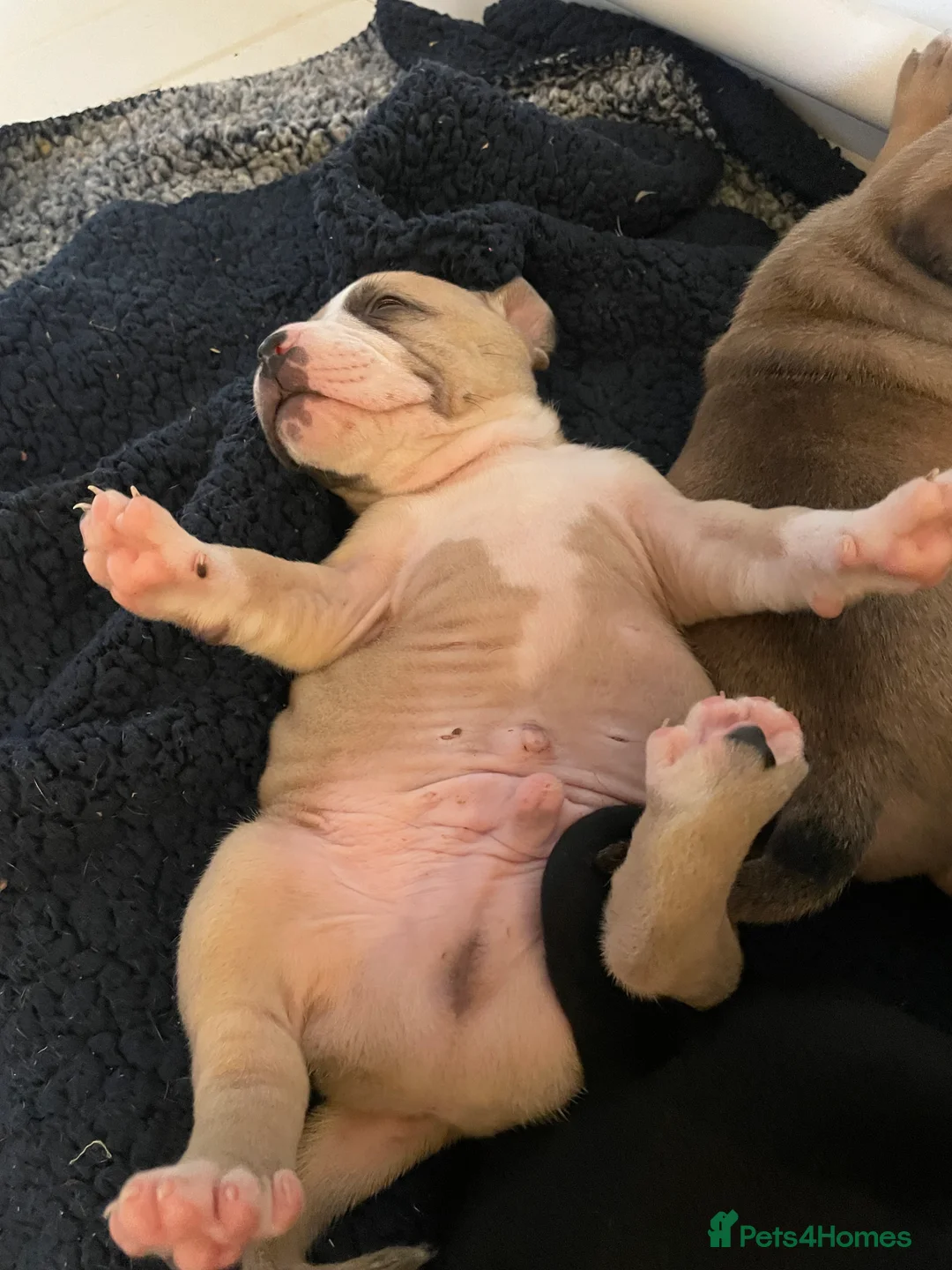 American Bully dogs for sale: ⭐️ 3/4 stunning Pocket bullys mix of colours ⭐️ - Advert 23