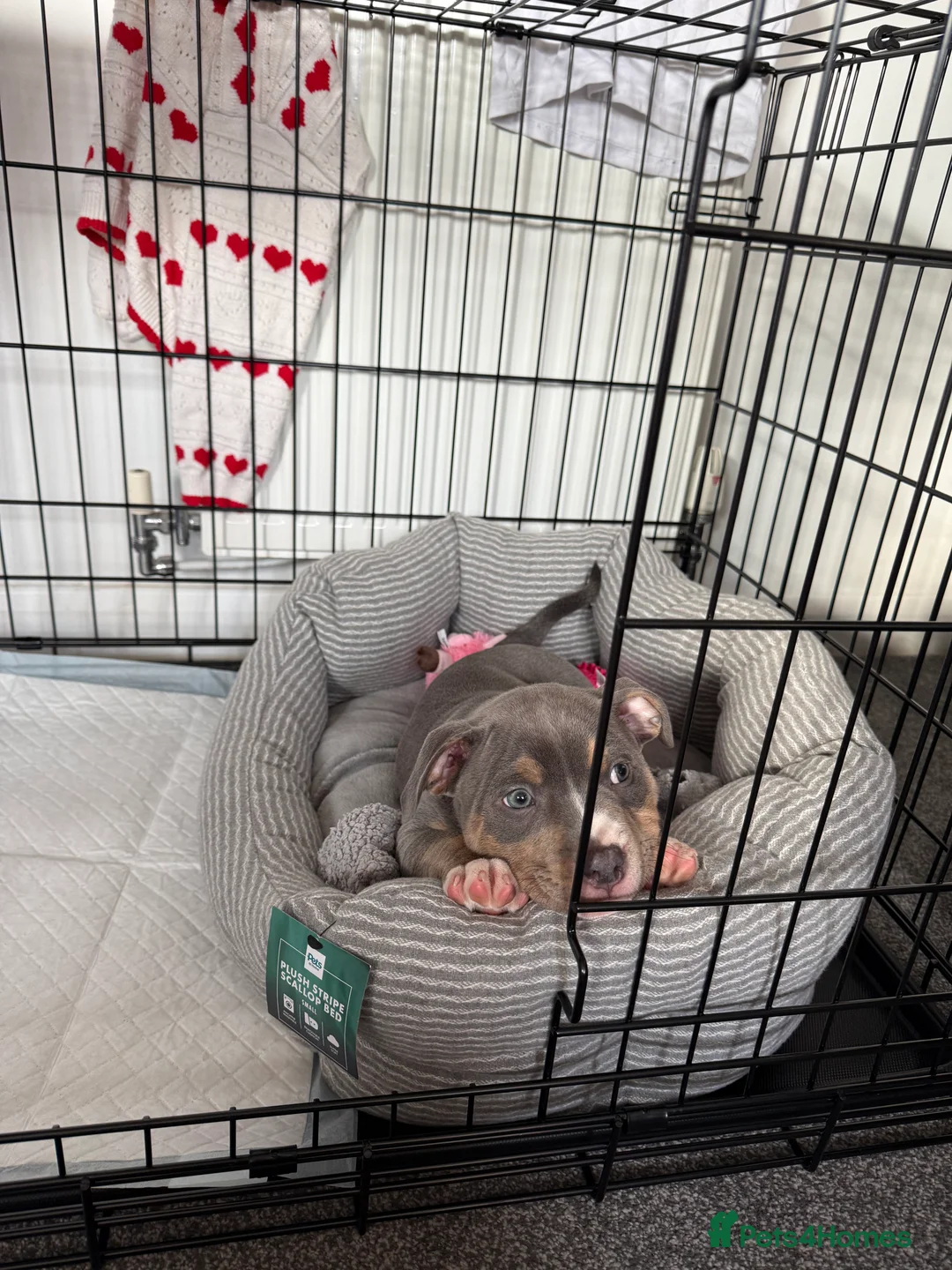 Mixed Breed dogs for sale: Beautiful female puppy - Advert 3