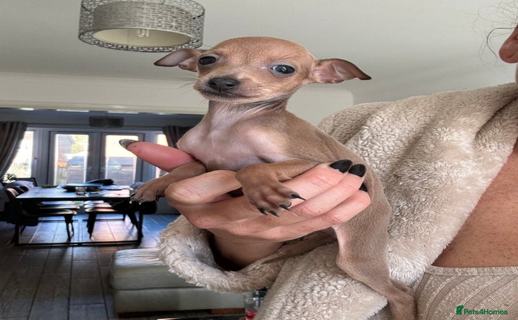 Italian Greyhound dogs - Advert 1