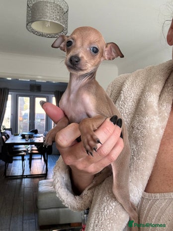 Italian Greyhound dogs - Advert 1