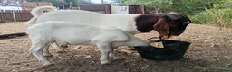 Goats livestock for sale: Boer goats in Deeside - Advert 4