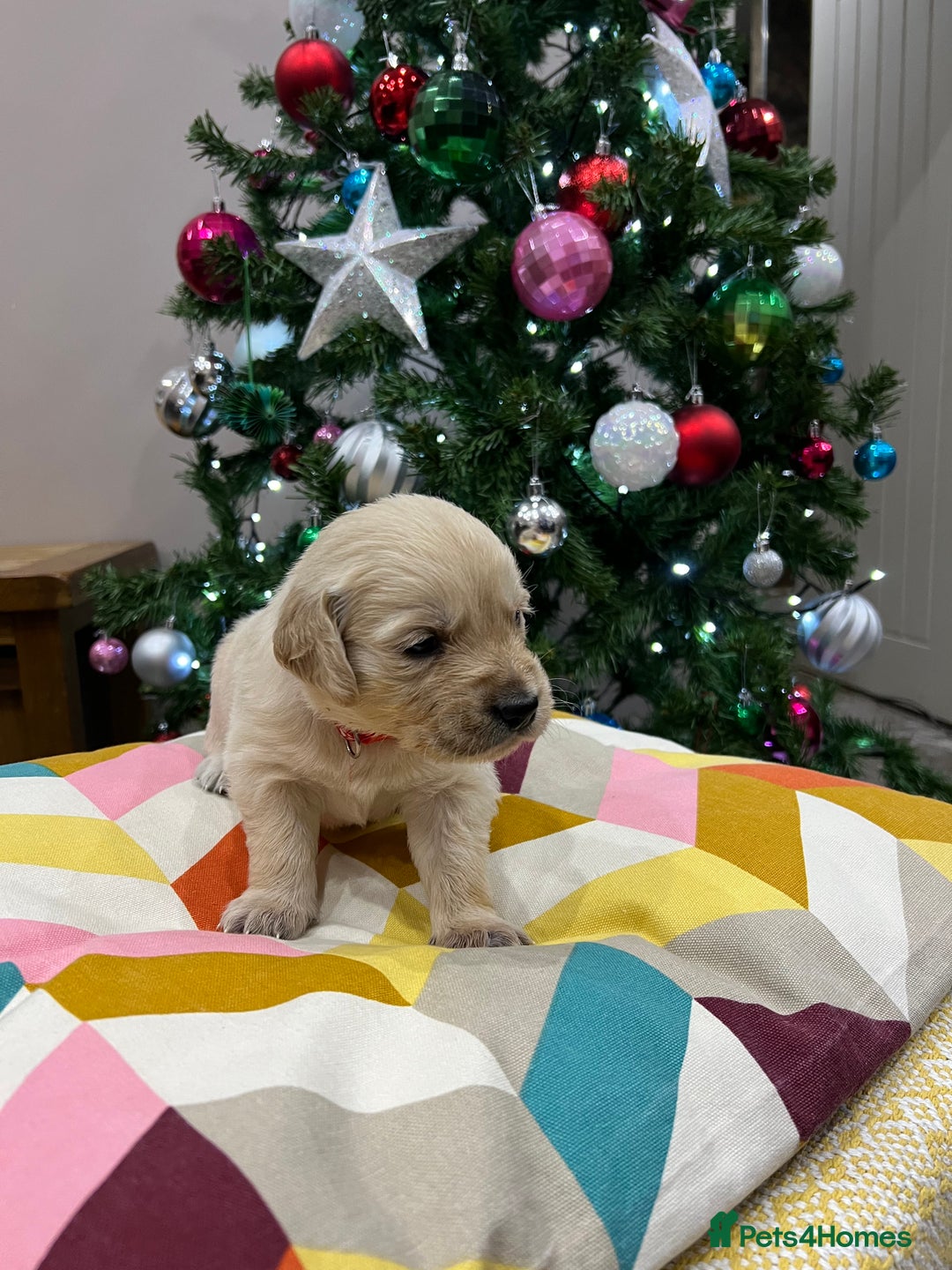 Golden Retriever dogs for sale:  Golden Retriever Puppies – KC Registered - Advert 10