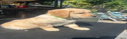 Golden Retriever dogs for sale:  Ready now Kc registered golden retriever puppies - Advert 9