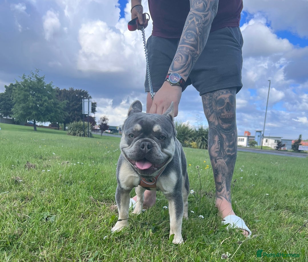 French Bulldog dogs for stud: Fluffy Carrier French Bulldog Stud - Image 2