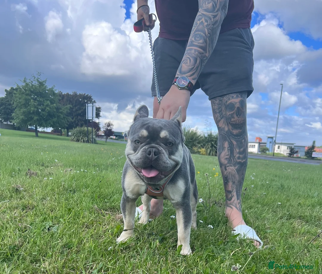 French Bulldog dogs for stud: Fluffy Carrier French Bulldog Stud - Advert 2