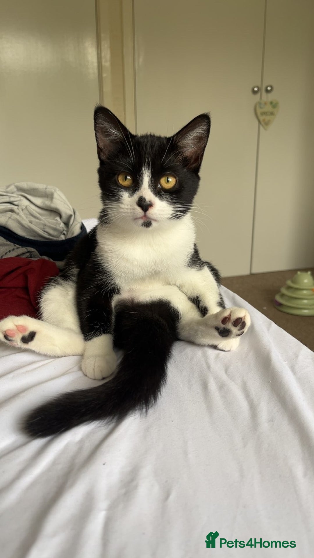 British Shorthair cats for sale: female cat for sale  - Advert 3