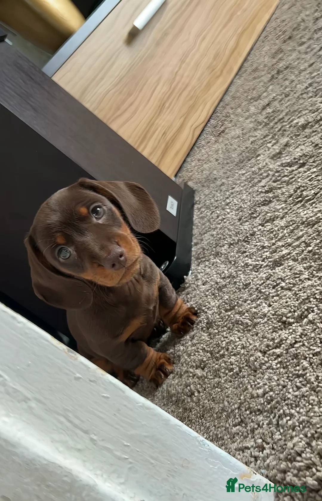 Miniature Dachshund dogs for sale: Miniature Dachshund puppy  - Advert 2