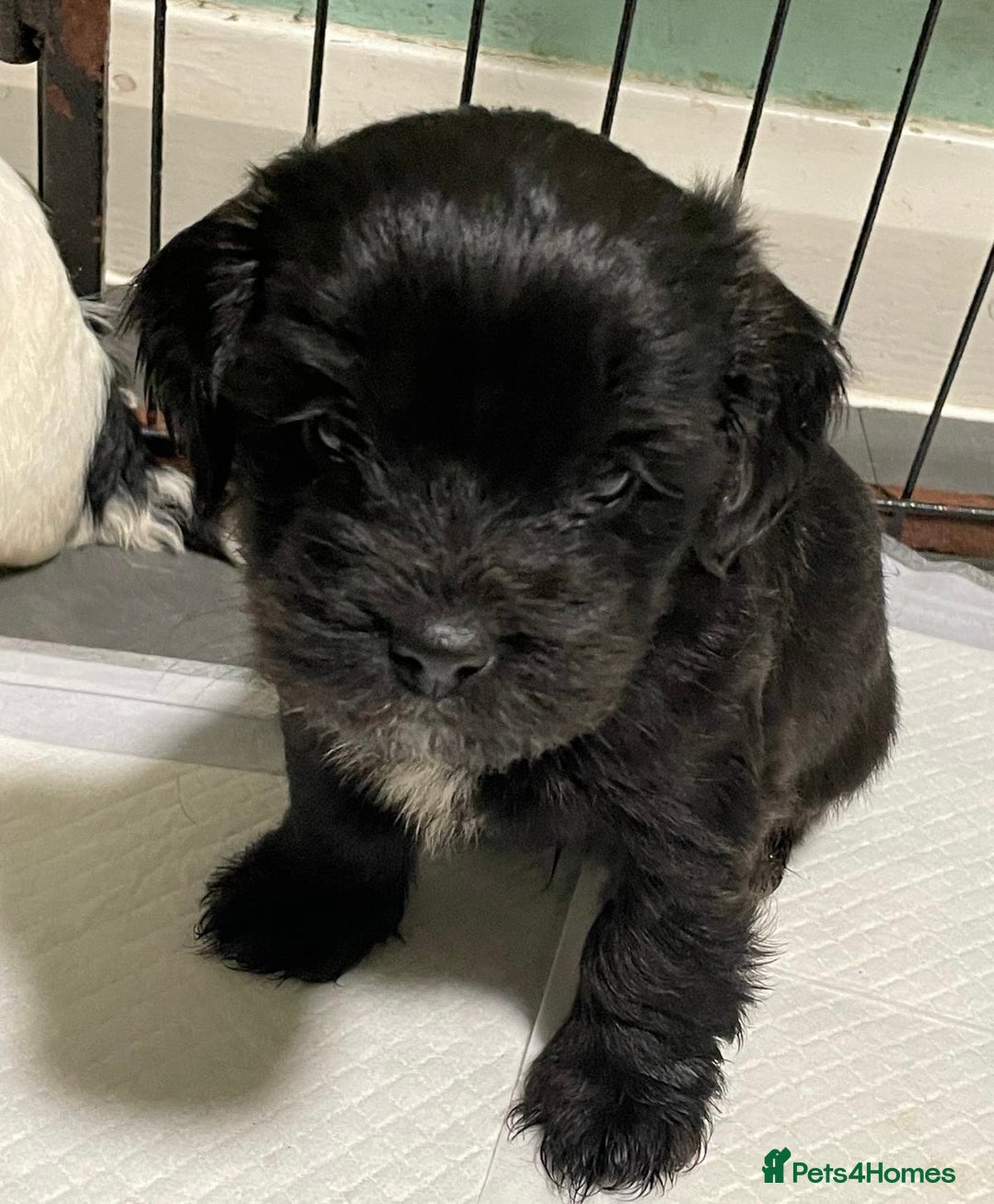 Mixed Breed dogs for sale: Stunning Sproodle x Shih Tzu pups ready 26/1 - Advert 8