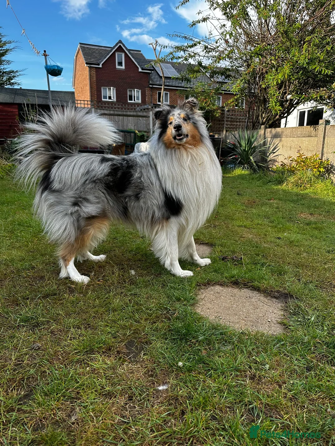 Rough Collie dogs for stud: Beautiful rough collie for stud - Advert 6