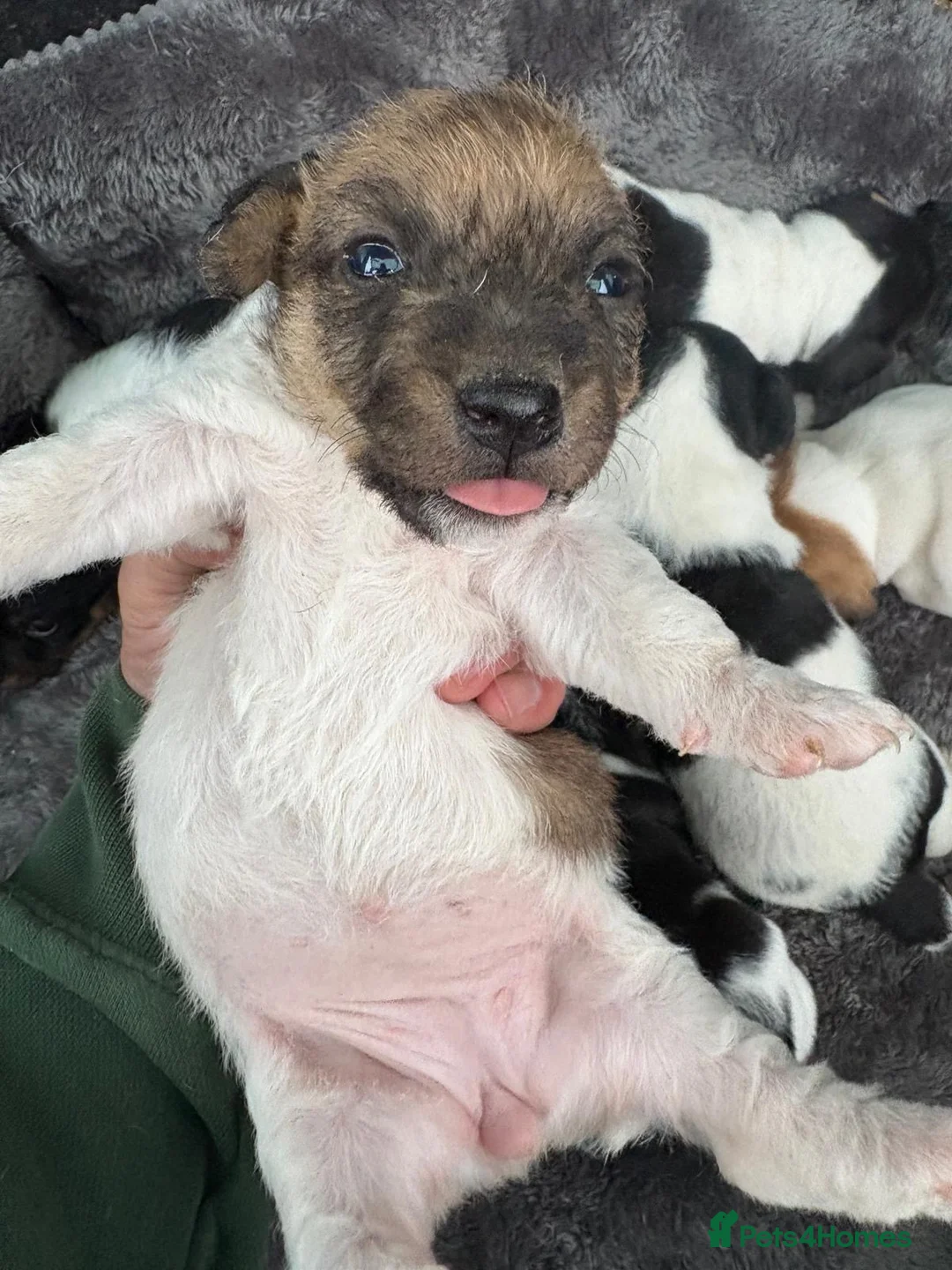 Jack Russell dogs for sale: Old fashioned Short legged jack russel docked tail in Windsor - Advert 2