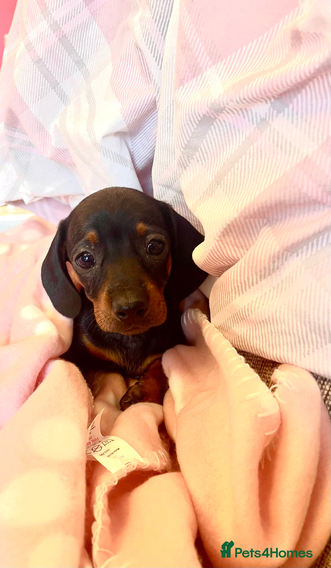 Dachshund dogs for sale: 8 month female pup needing a loving home  - Advert 9
