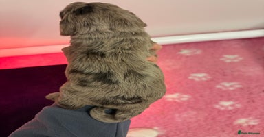 Cockapoo dogs - Advert 7